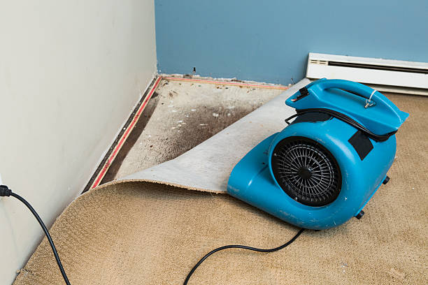 Best Basement water damage restoration  in Ocala Estates, FL